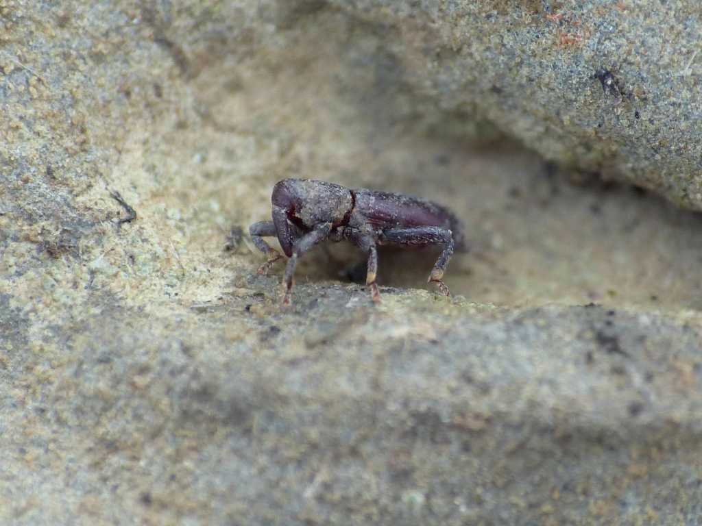 Curculionide cilindrico  - Torneuma sp.